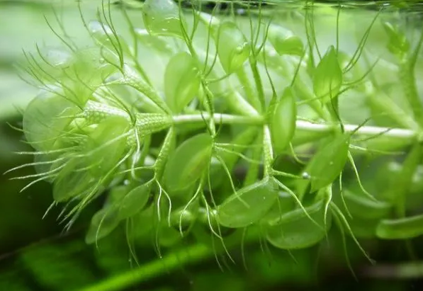 گیاه گوشتخوار