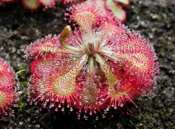 گیاه گوشتخوار 