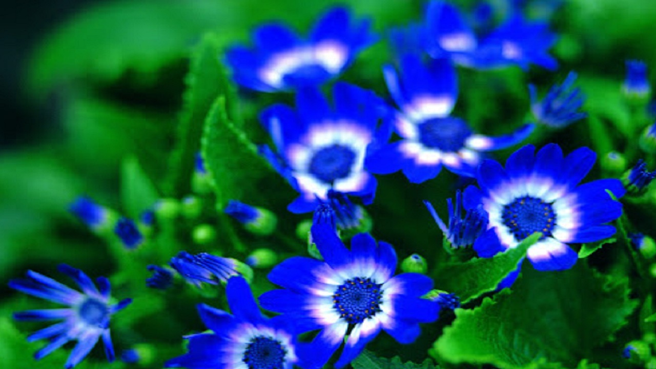 شخصیت شناسی بر اساس رنگ مورد علاقه