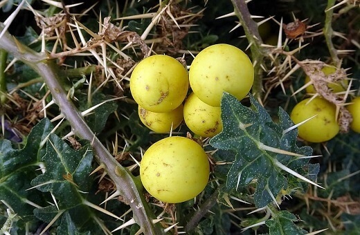 بادمجان هندی