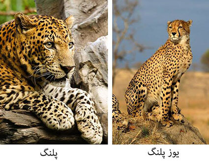 تفاوت پلنگ و یوزپلنگ