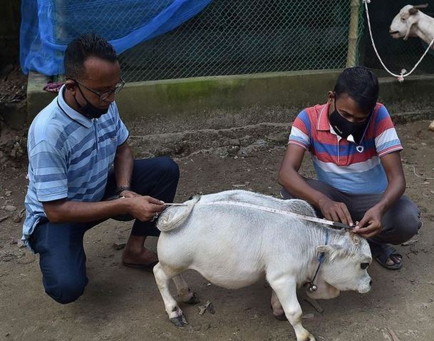 کوتاه‌قامت‌ترین گاو جهان 