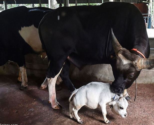 کوتاه‌قامت‌ترین گاو جهان 