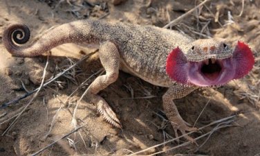 مارمولک سر وزغی