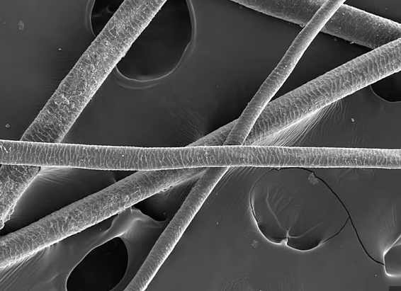 گوسفند مومیایی