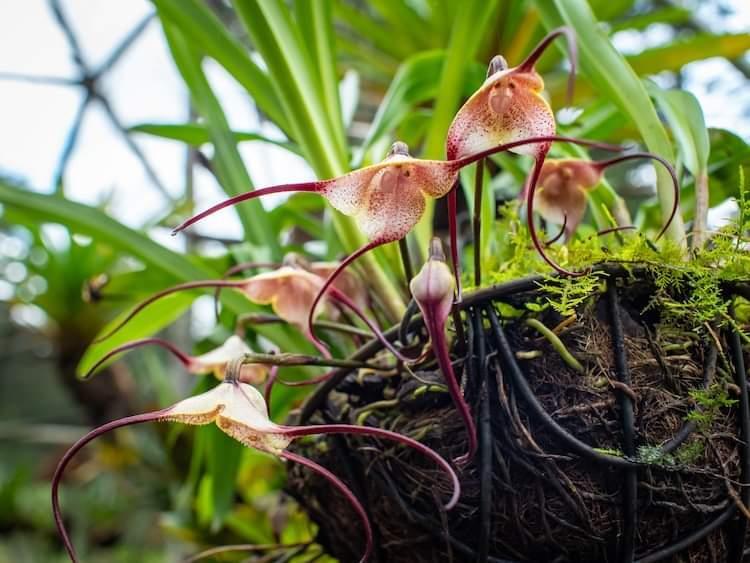 گل ارکیده میمون