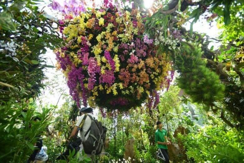 گل ارکیده میمون