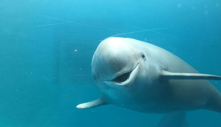 دلفین حباب ساز