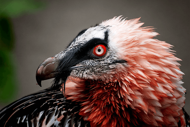 پرنده هما کرکس