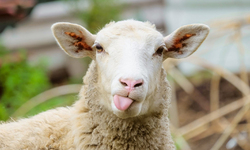 نکات بهداشتی ذبح گوسفند در عید قربان