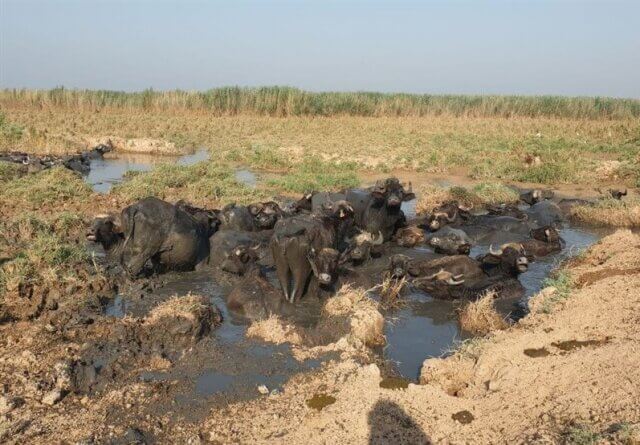 خشکی آب در هورالعظیم و گاومیش ها