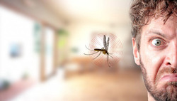 راه حل های خانگی برای مبارزه با حشرات در فصل تابستان