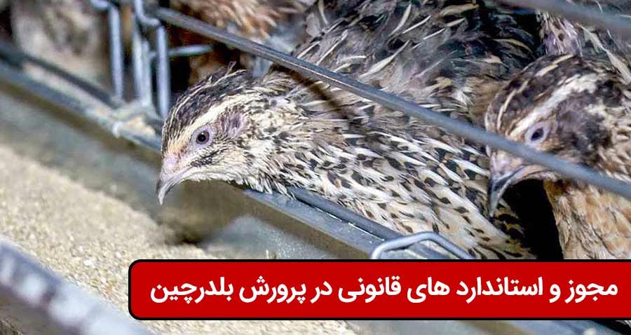 جوجه بلدرچین جوجه بلدرچین