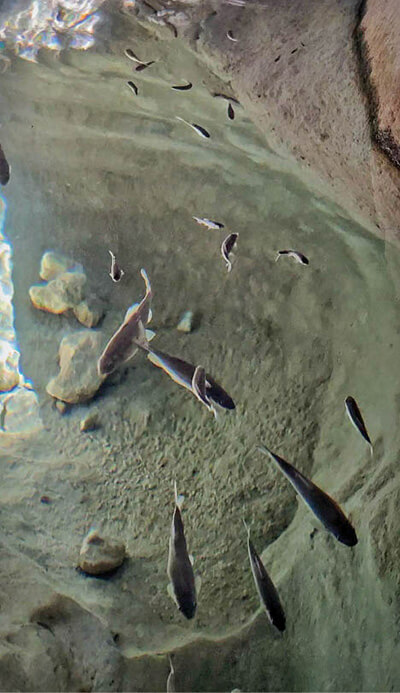 ماهی ها در تنگه