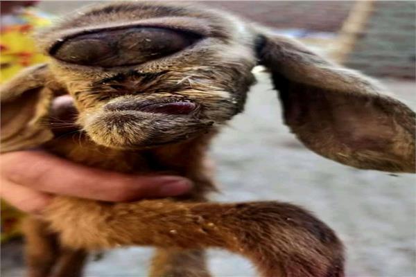 بز با سر میمون