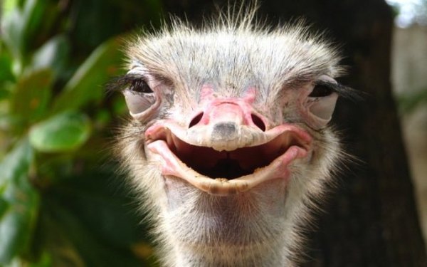 خنده شترمرغ