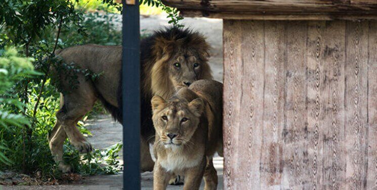 هیرمان و ایلدا شیرهای ایرانی