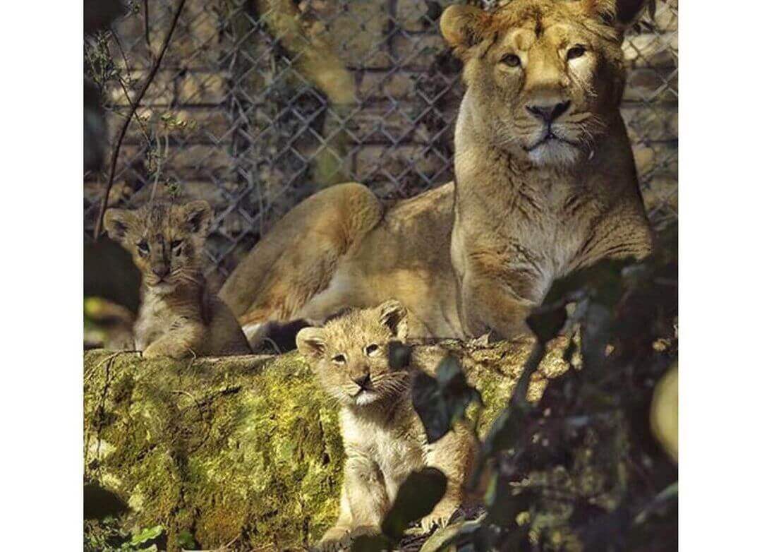 مادر هیرمان شیر ایرانی