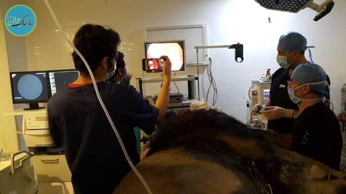 درمان هیرمان شیر ایرانی