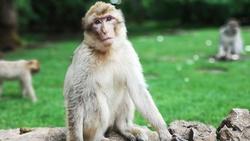 ویروس میمونی چیست!  آیا ویروس میمونی جایگزین کرونا می شود؟