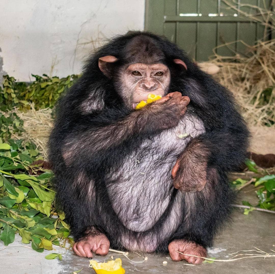 میمون باران