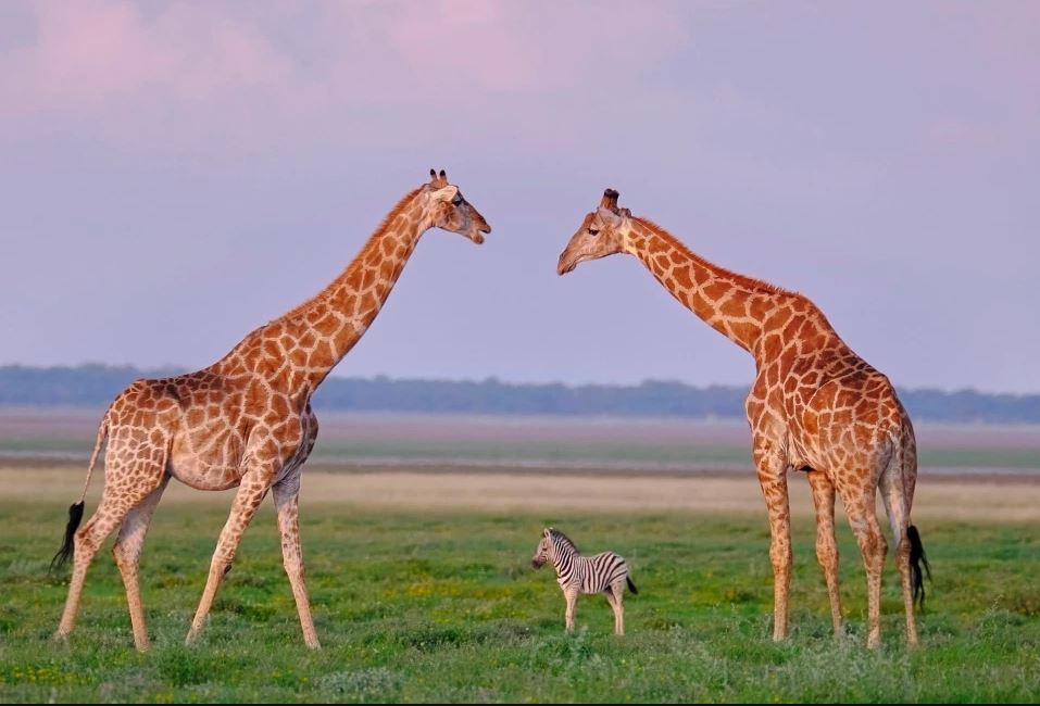 گورخر و زرافه