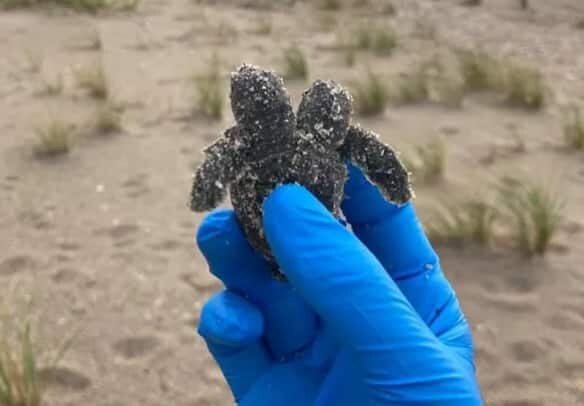  لاک پشت دو سر