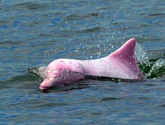شنای دلفین صورتی 