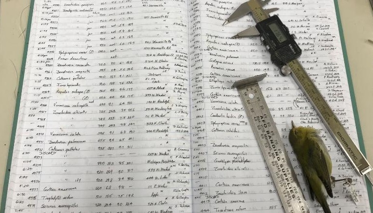 آزمایش حیوانات آزمایش حیوانات