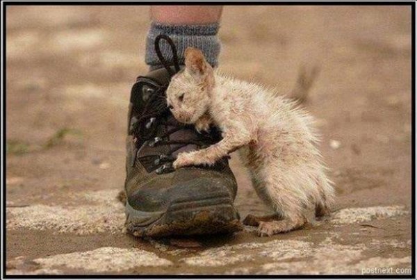 روزی برای مبارزه با خشونت علیه حیوانات