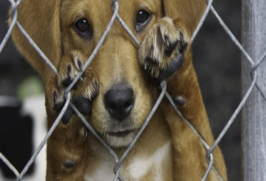 روزی برای مبارزه با خشونت علیه حیوانات