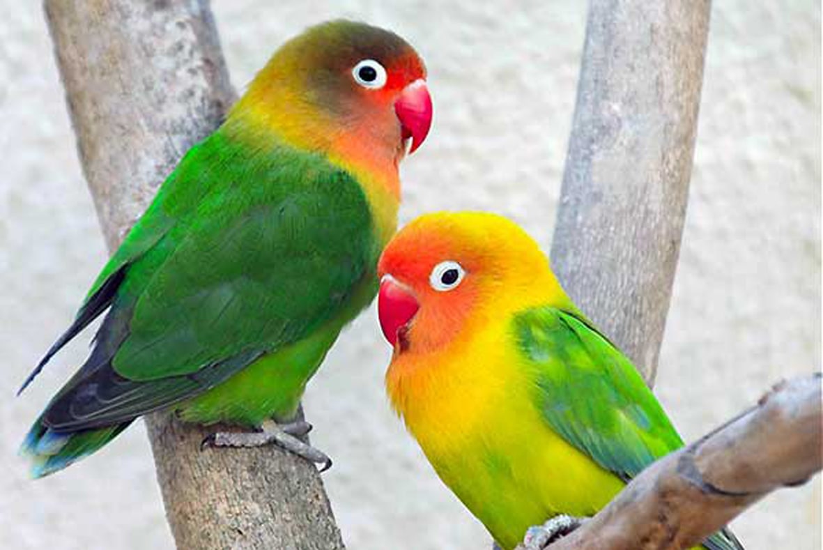 طوطی برزیلی