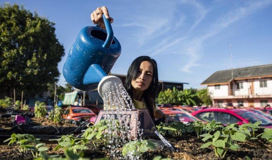 باغچه تاکسی 