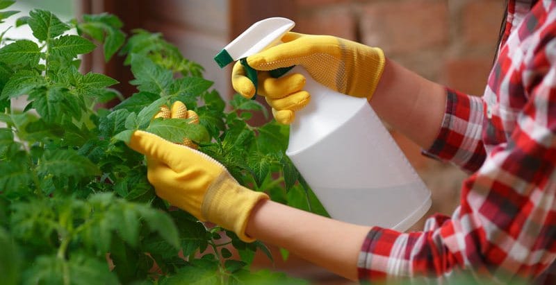 روش های خانگی برای رفع کرم گلدان