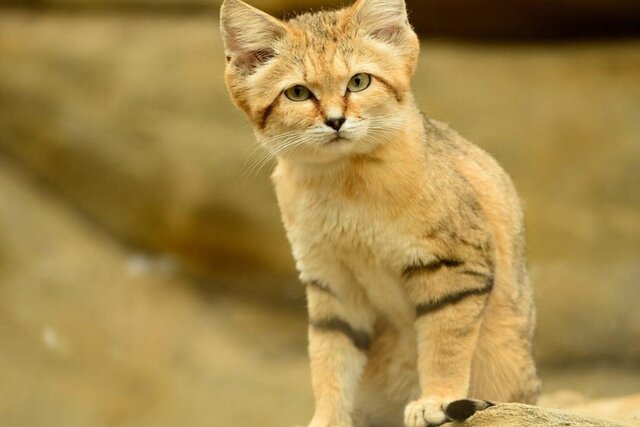 دنیای مهربان‌تری برای حیوانات رقم بزنیم