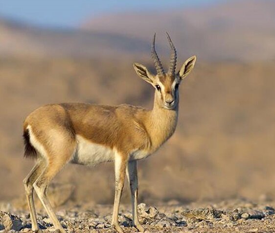 دنیای مهربان‌تری برای حیوانات رقم بزنیم