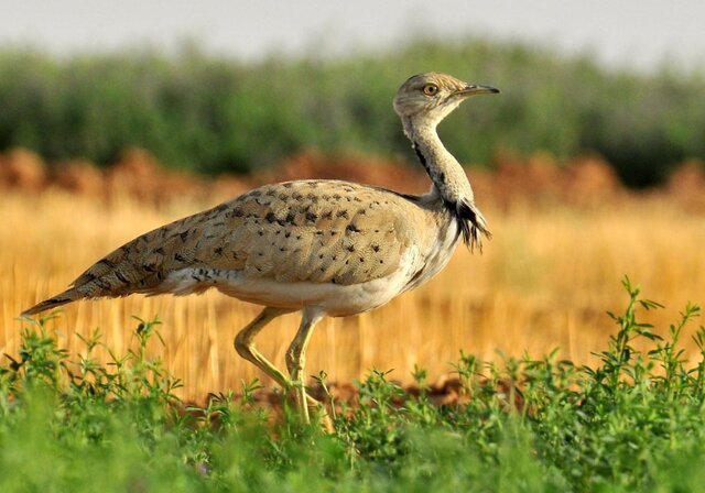 دنیای مهربان‌تری برای حیوانات رقم بزنیم