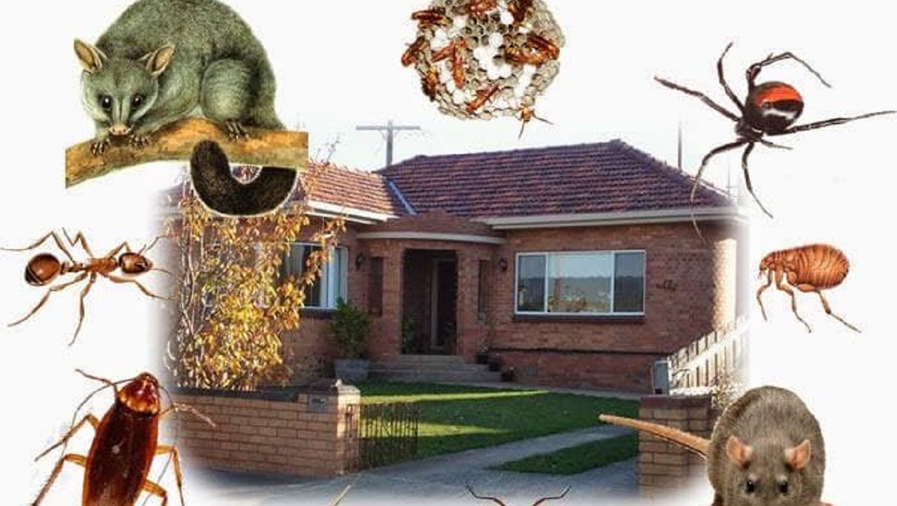 حیوانات موزی