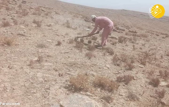 هیزم کش