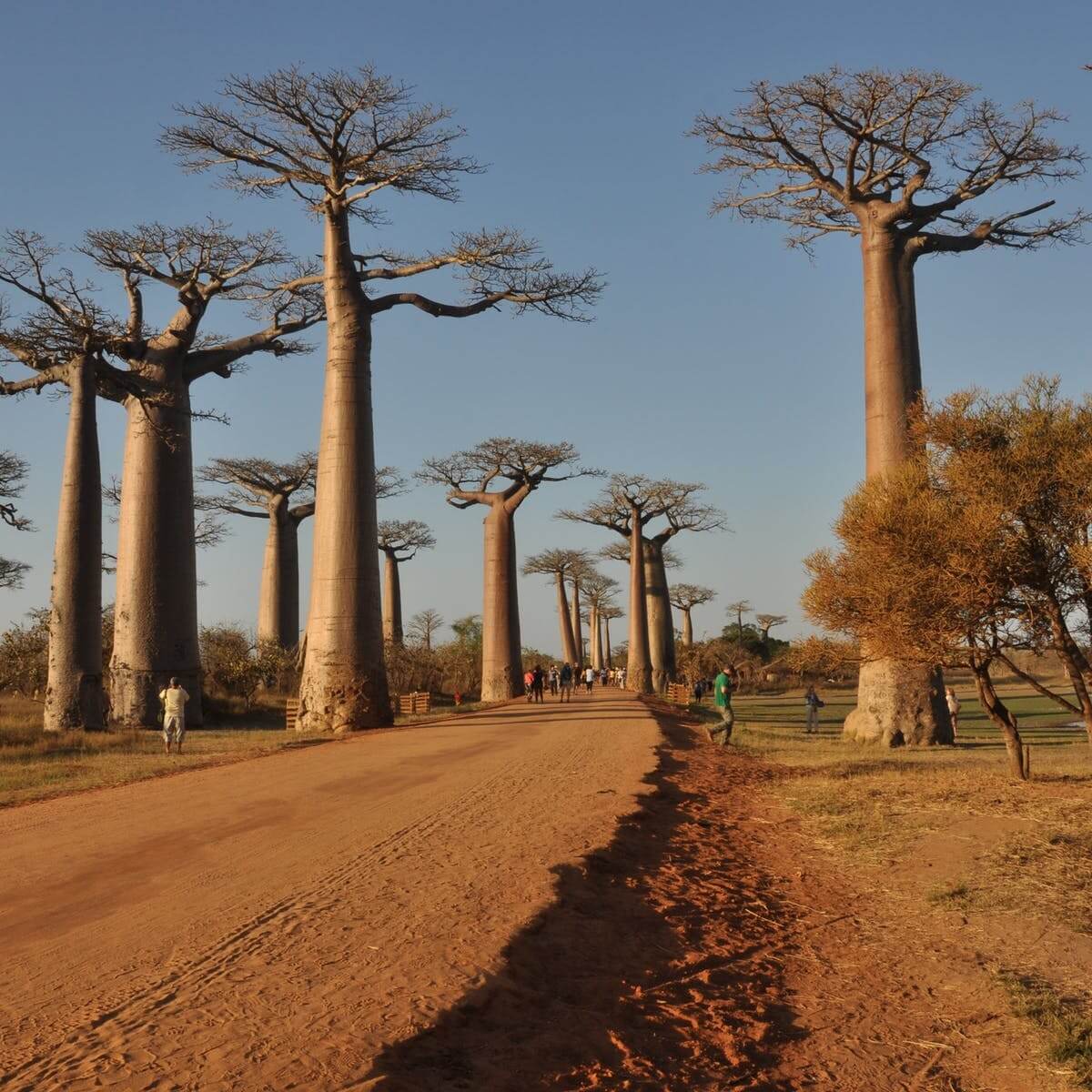 درختان بائوباب