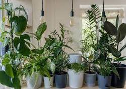 سمی‌ترین و خطرناک‌ترین گیاهان آپارتمانی را بشناسید