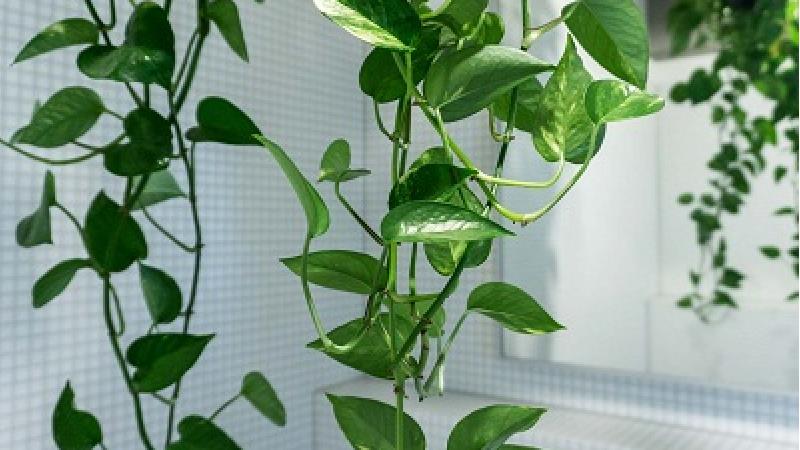 سمیترین و خطرناکترین گیاهان آپارتمانی را بشناسید سمیترین و خطرناکترین گیاهان آپارتمانی را بشناسید