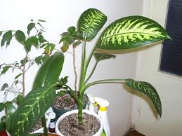 سمیترین و خطرناکترین گیاهان آپارتمانی را بشناسید سمیترین و خطرناکترین گیاهان آپارتمانی را بشناسید