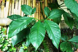 سمیترین و خطرناکترین گیاهان آپارتمانی را بشناسید سمیترین و خطرناکترین گیاهان آپارتمانی را بشناسید