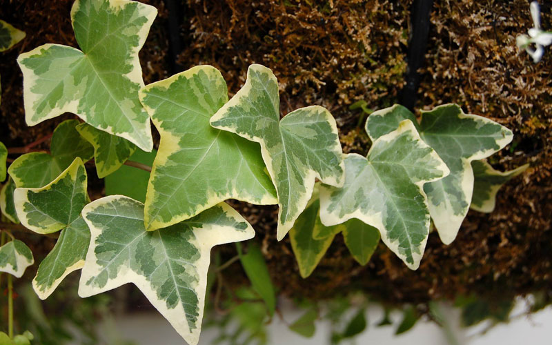 سمیترین و خطرناکترین گیاهان آپارتمانی را بشناسید سمیترین و خطرناکترین گیاهان آپارتمانی را بشناسید