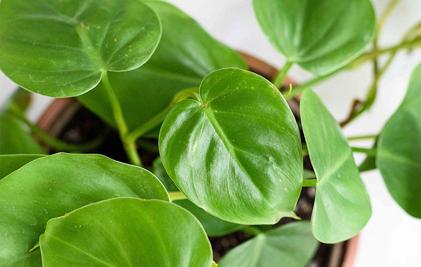 سمیترین و خطرناکترین گیاهان آپارتمانی را بشناسید سمیترین و خطرناکترین گیاهان آپارتمانی را بشناسید