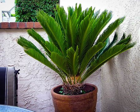 سمیترین و خطرناکترین گیاهان آپارتمانی را بشناسید سمیترین و خطرناکترین گیاهان آپارتمانی را بشناسید