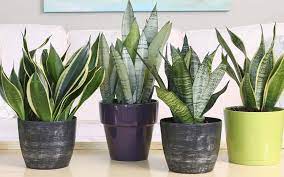 سمیترین و خطرناکترین گیاهان آپارتمانی را بشناسید سمیترین و خطرناکترین گیاهان آپارتمانی را بشناسید