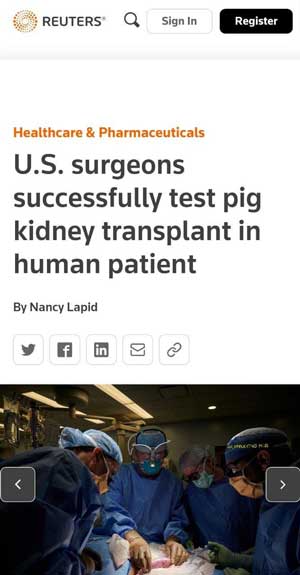 پیوند کلیه حیوان 