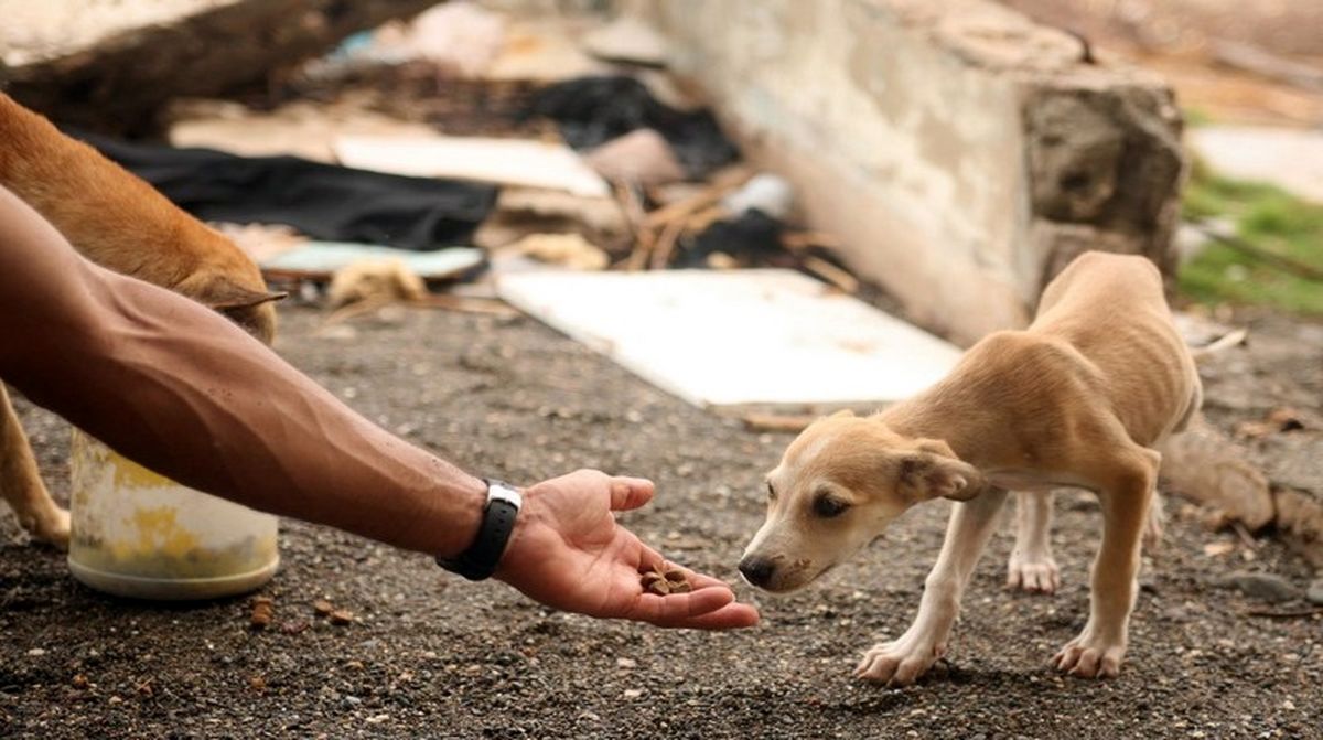 چگونه دورریز غذاهای خانگی را کم کنیم؟